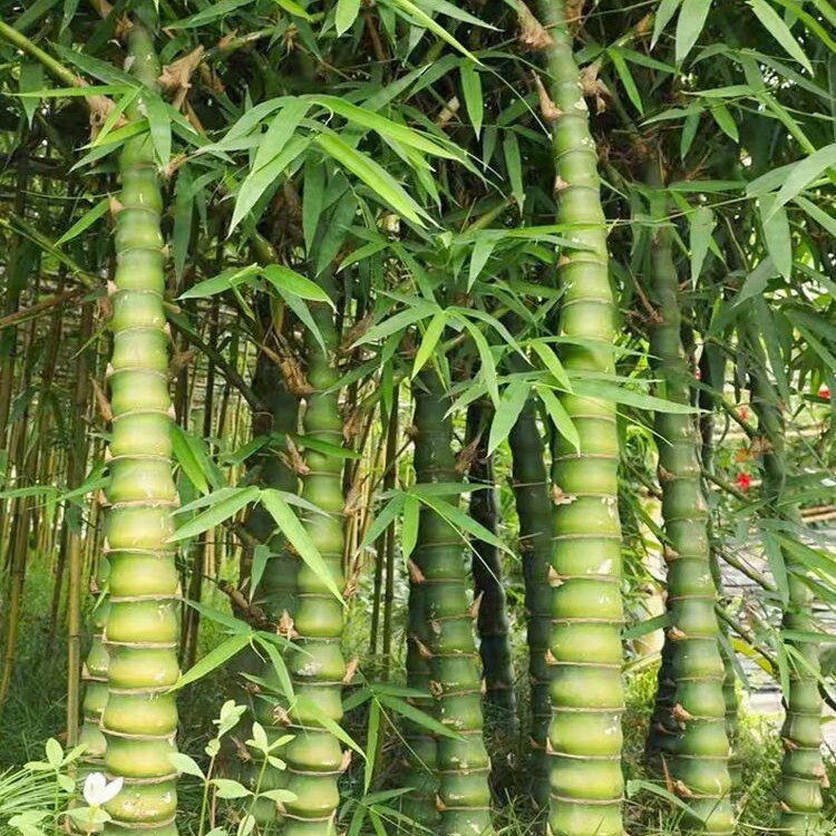 金丝佛肚竹盆景苗老桩罗汉竹子名贵竹苗矮化金丝竹苗盆栽观赏绿植