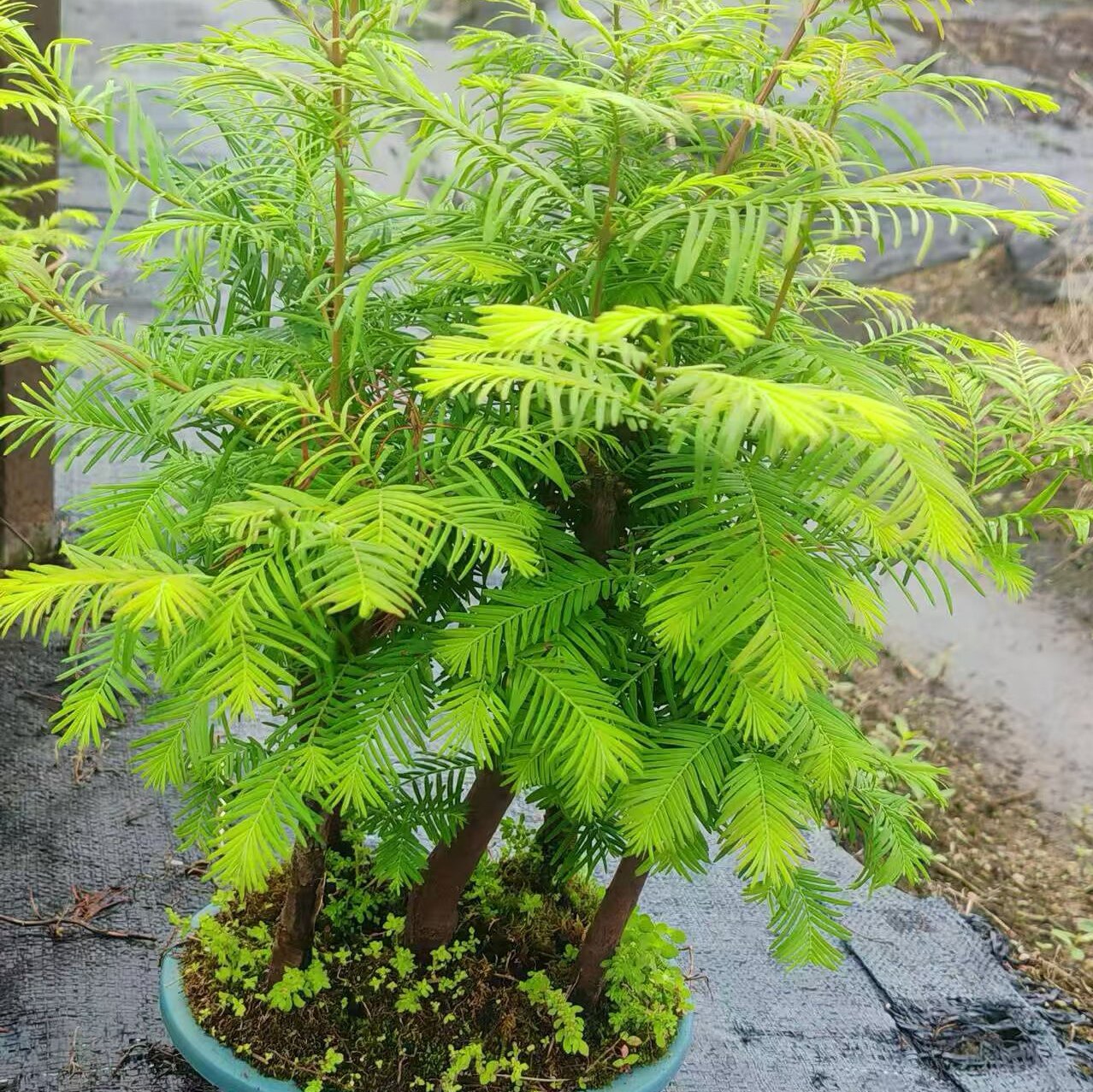 丛林水杉老桩盆景不老松红杉水培植物室内绿植盆栽庭院水陆缸造景