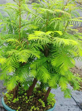 丛林水杉老桩盆景不老松红杉水培植物室内绿植盆栽庭院水陆缸造景