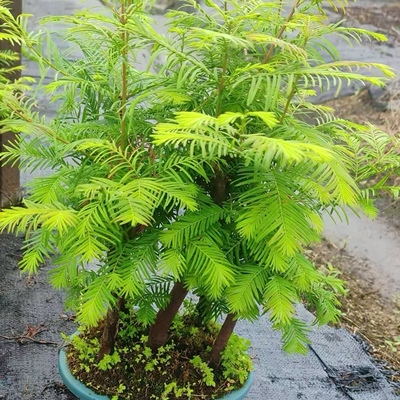 丛林水杉老桩盆景不老松红杉水培植物室内绿植盆栽庭院水陆缸造景