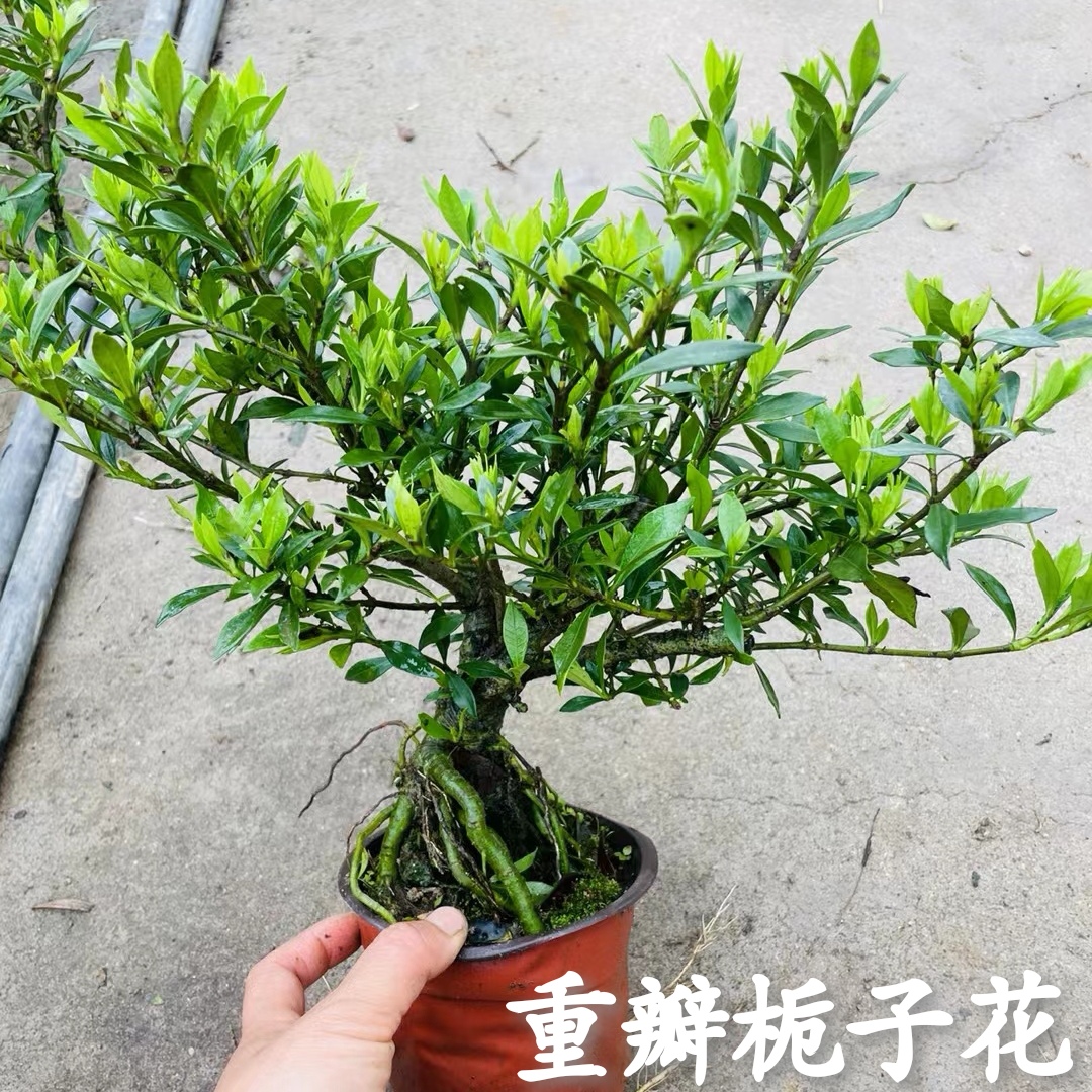 重瓣小叶雀舌栀子花提根老桩水横枝盆景清誉牡丹开花浓香花园绿植