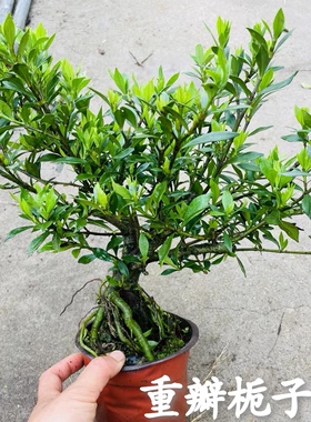 重瓣小叶雀舌栀子花提根老桩水横枝盆景清誉牡丹开花浓香花园绿植