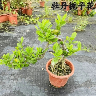 提根临水牡丹栀子花老桩盆景胡椒木游龙造型清香木悬崖式飘枝白蜡