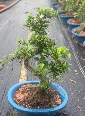 精品老桩福建茶造型盆景老桩四季常青茶树别墅溪流缸庭院假山造景