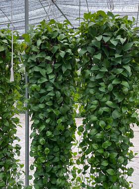 1米8大叶长藤绿萝盆栽水培爬藤植物特大绿植花卉客厅庭院净化空气