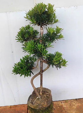 精品小叶贵妃罗汉松造型高端盆景老桩圆叶贵妃迎客松别墅庭院造景