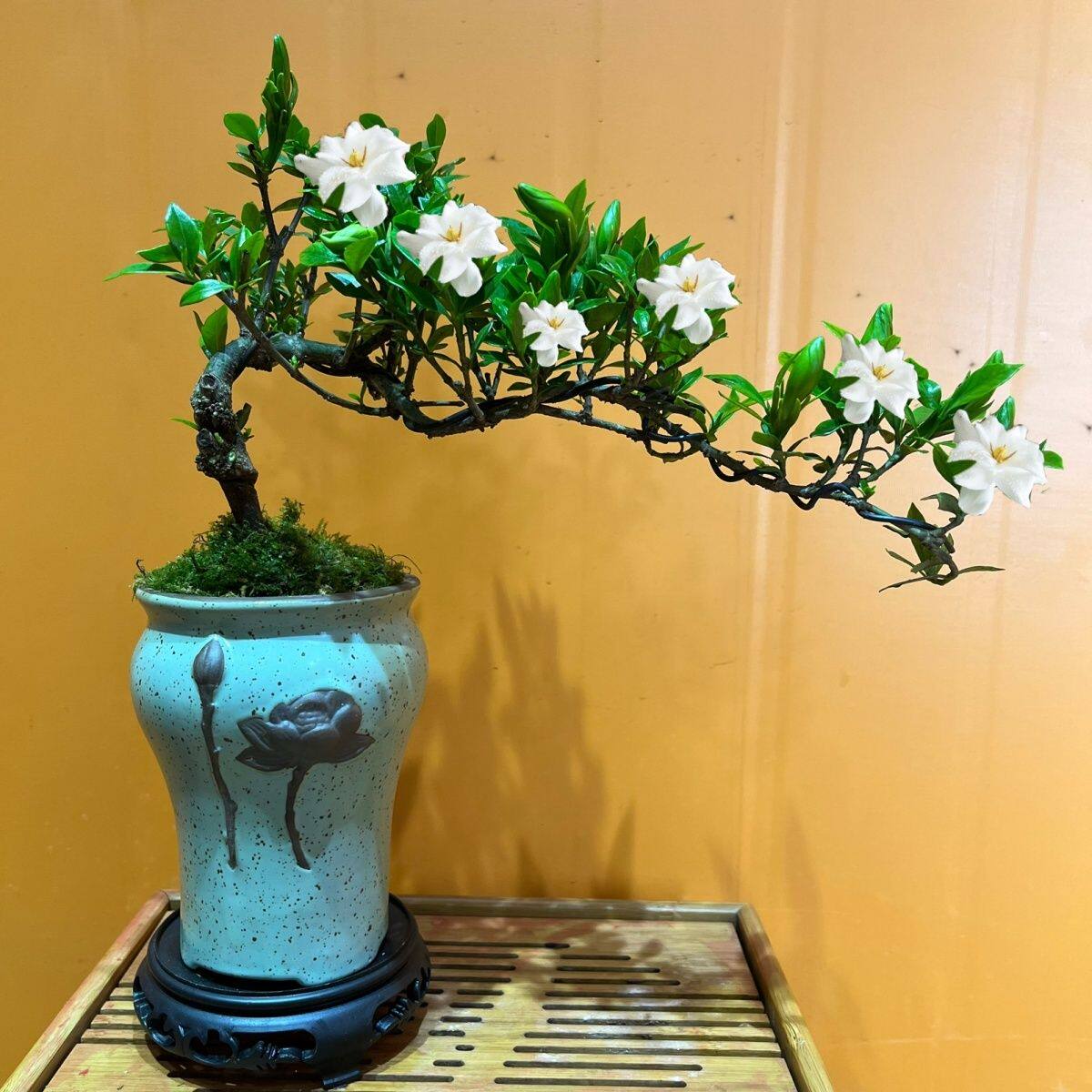 精品栀子花造型盆景悬崖提根老桩飘枝栀子花假山庭院鱼池造景植物