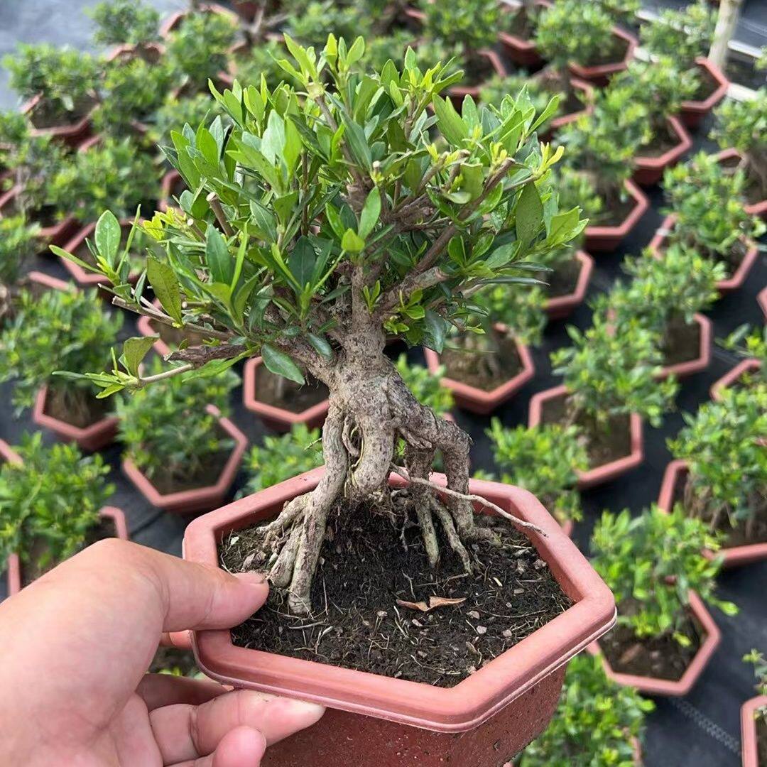 提根小叶栀子花矮霸老桩盆景海岛水横枝四季开花造型盆景庭院绿植