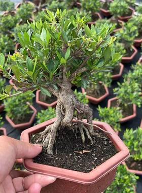 提根小叶栀子花矮霸老桩盆景海岛水横枝四季开花造型盆景庭院绿植