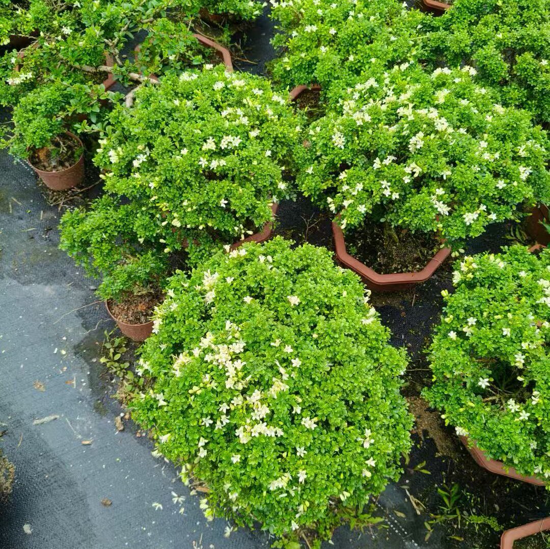 老桩台湾小叶达摩九里香矮霸盆景开花浓香花园绿植盆栽庭院造景树