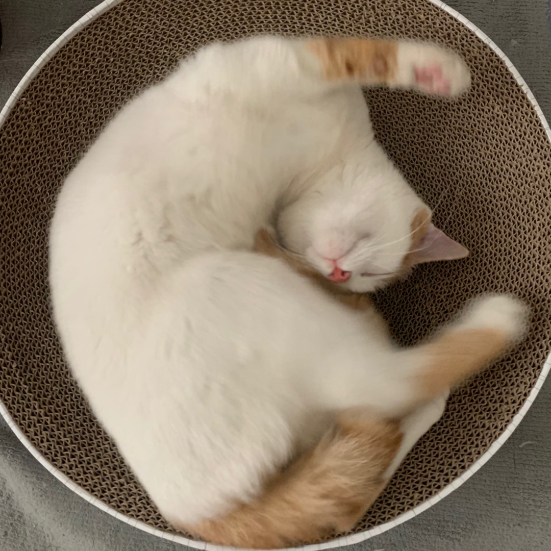 圆形不掉屑大号猫抓板