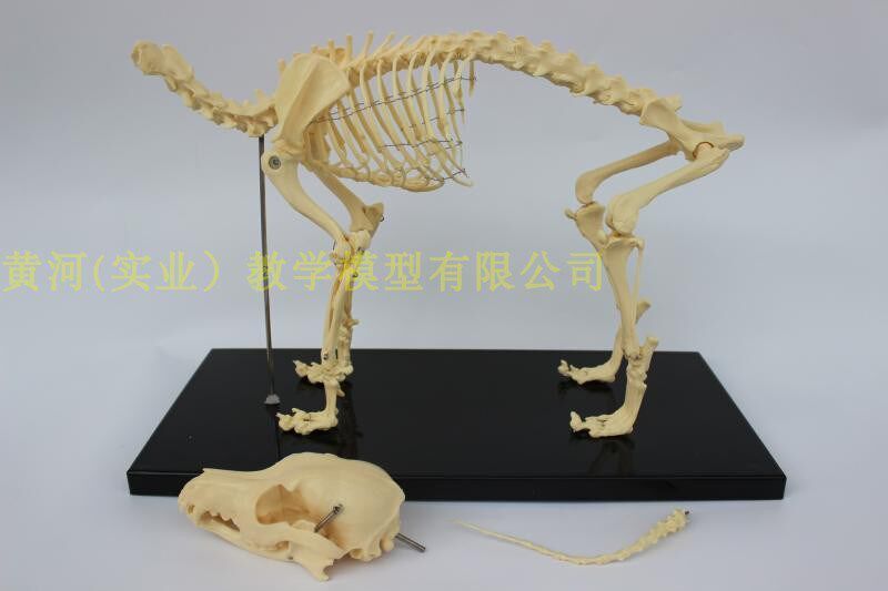 骨骼标本价格 骨骼标本图片 星期三