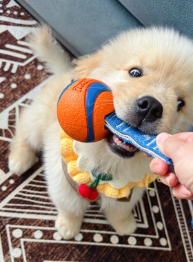 Petmate Chuckit宠物狗玩具高弹力球大中小型犬巡回橡胶耐咬磨牙