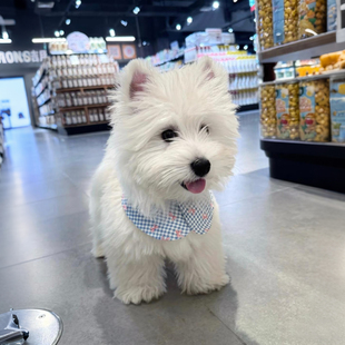 纯种西高地幼犬活体软爆毛双血统西高地白梗家养小型犬幼仔宠物狗