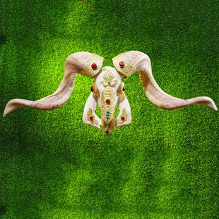 西藏天然壁挂真羊头骨标本羊头装饰摆件少数民族特色手工艺真羊头