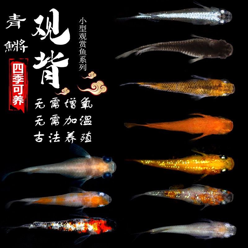 观背青鳉观赏鱼魔法鱼冷水鱼小型锦鲤金鱼淡水鱼不打氧好养活体