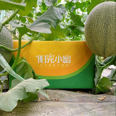 新疆吐鲁番哈密瓜西周蜜西域小白阳光小蜜新鲜自然熟非转基因包邮