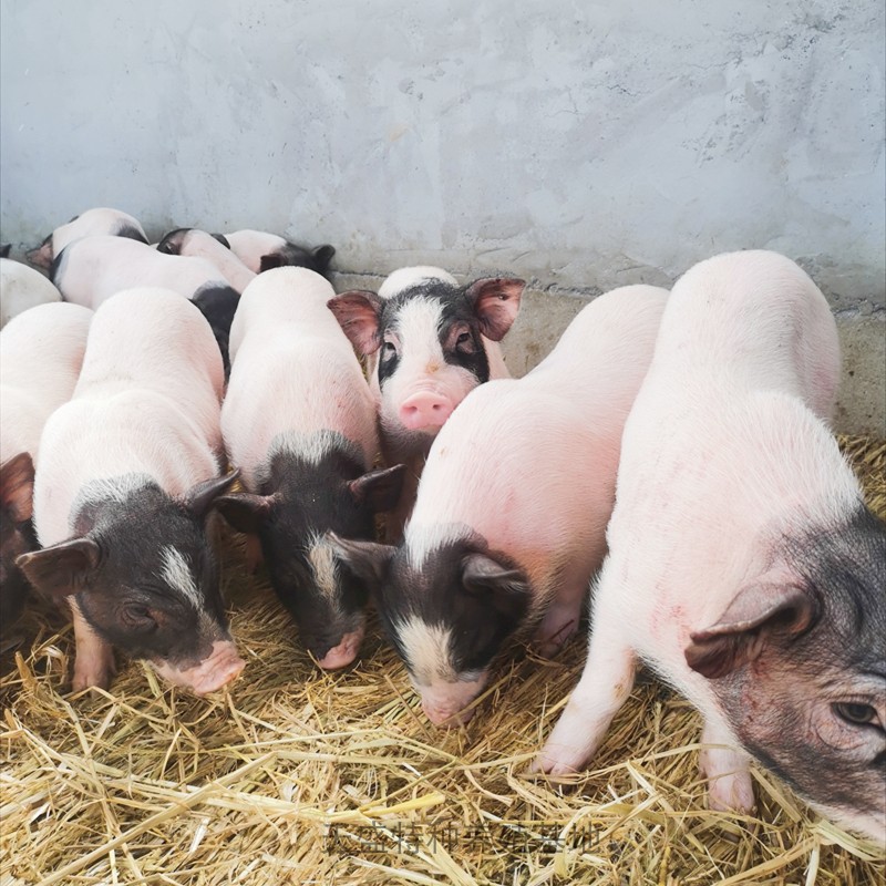 出售纯种小香猪巴马香猪怀孕母猪宠物猪活物包邮,宠物/宠物食品及用品,香猪,淘宝优惠券,粉丝福利购,淘宝优惠卷