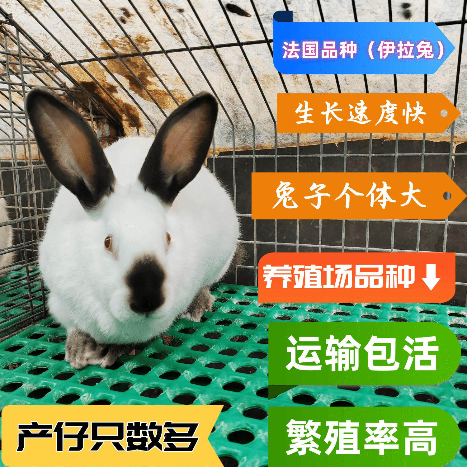 大体型八点黑伊拉成年种兔可繁殖怀孕母兔家养活物活体肉兔比利时