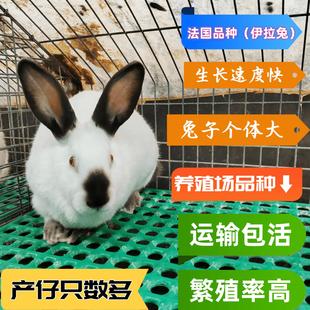 大体型八点黑伊拉成年种兔可繁殖怀孕母兔家养活物活体肉兔比利时