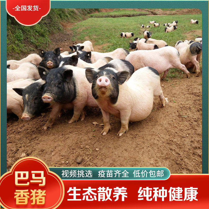 广西全国包邮纯种巴马香猪小香猪活物成年怀孕香猪宠物小香猪,宠物/宠物食品及用品,香猪,淘宝优惠券,粉丝福利购,淘宝优惠卷