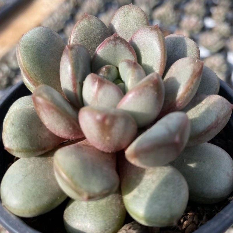 葡萄   精品进口 稀有多肉植物控养新手简单易上手办公室创意花卉
