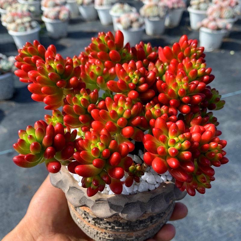 虹之玉多肉植物带根花卉老桩植物