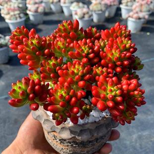 虹之玉多肉小盆栽植物带根好养带盆多肉转运珠易爆盆栽花卉老桩