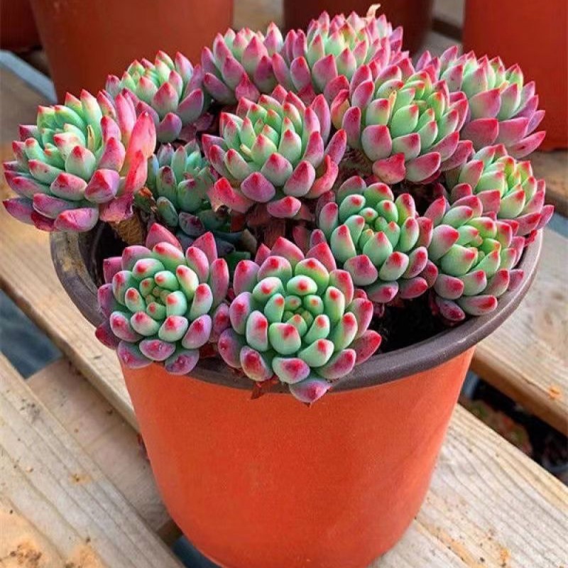 蓝苹果多肉老桩清仓多头大株老庄超大冬季超大多肉血斑肉嘟嘟植物