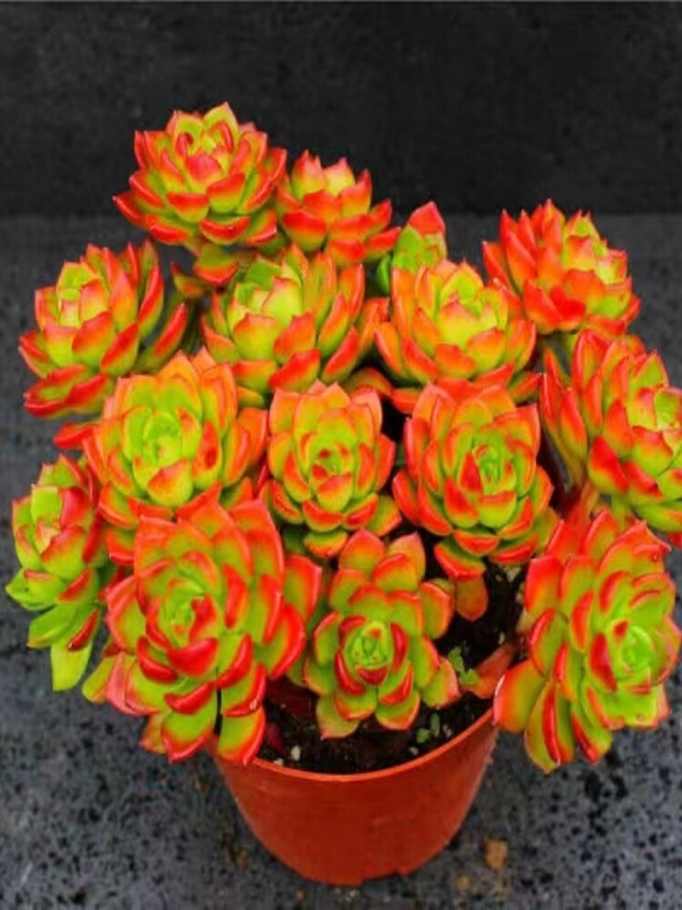 蒂亚多肉植物多头群生老桩盆栽肉肉新手植物办公室花卉绿植防辐射