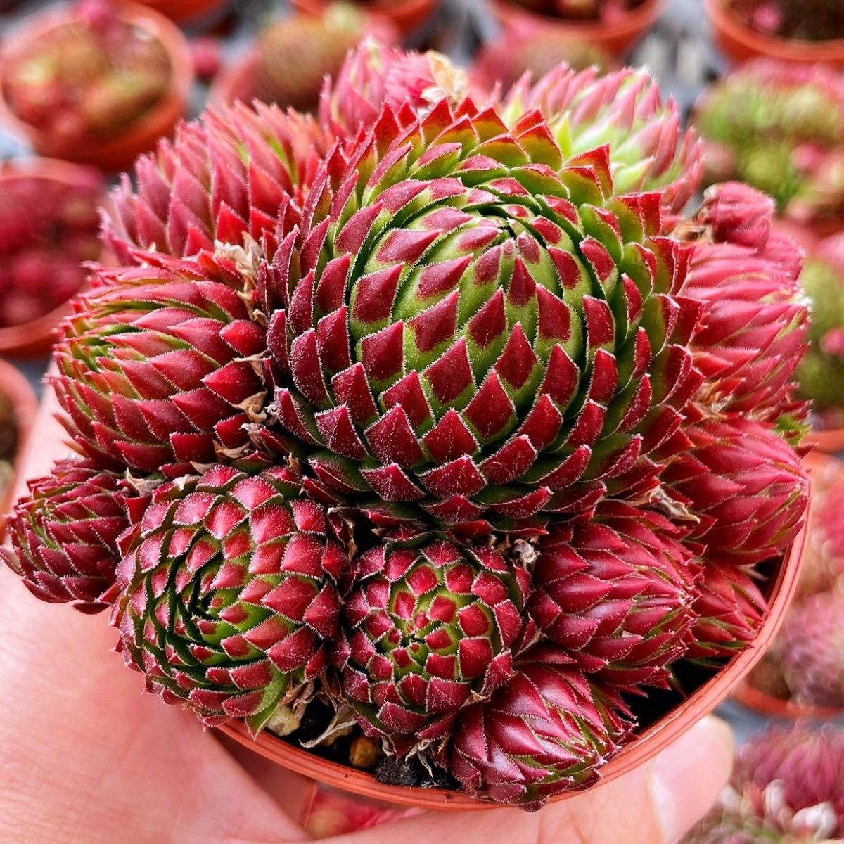 橘子球群生多头多肉植物带盆多肉盆栽绿植办公室幼儿园学校礼物