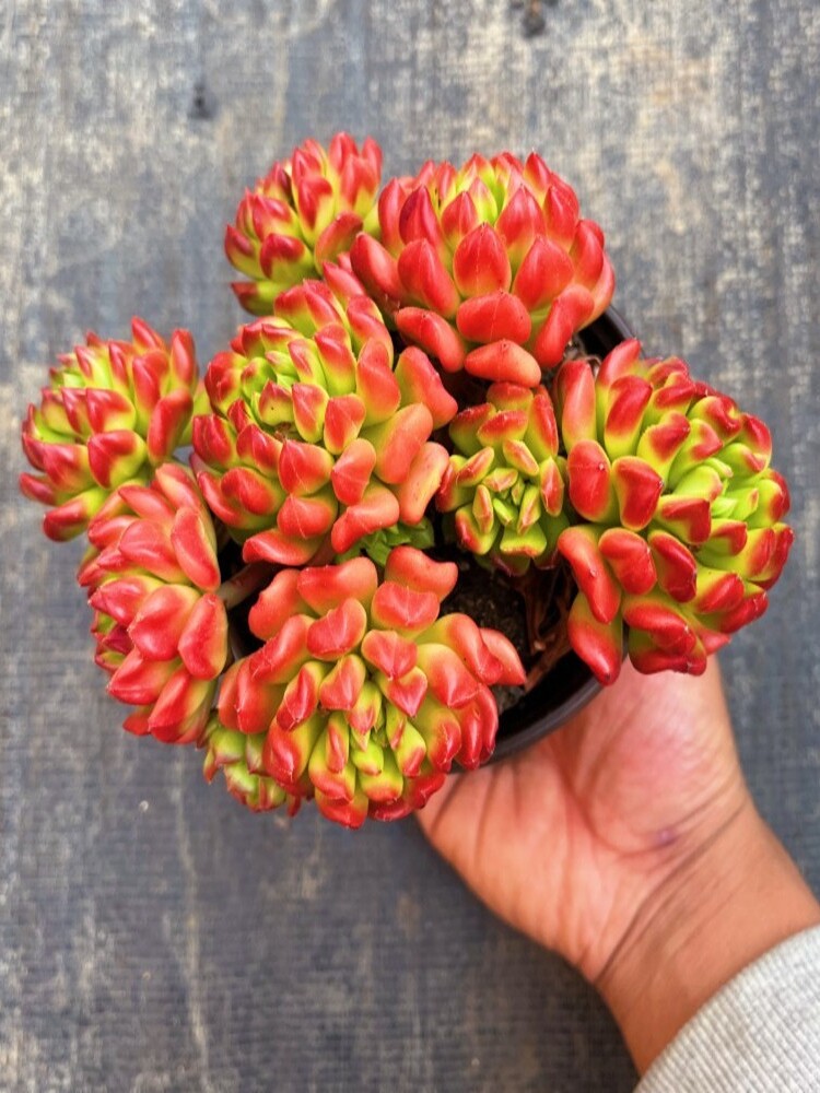 小灯笼多肉植物小老桩火红色高颜值精品无敌品相吸甲醛防辐射花卉