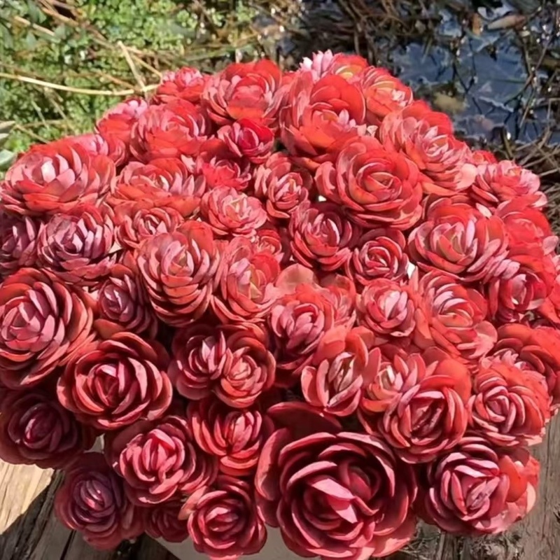 秀妍多肉植物群生多头老桩多肉