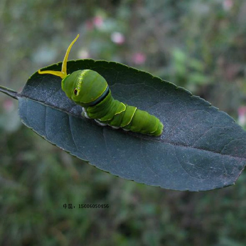 Цитрусовые бабочки Phoenix Live Butterfly Larvae баклажаны бабочки, гусеница, гусеничный шелкорный червя Гликоген шелкорный яиц