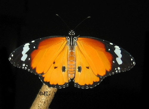 Королевская бабочка, живая бабочка, личинки бабочки, яйцо бабочки, куколка бабочки, гусеница, тутовый червь, ребенок, сахар, яйцо тутового шелкопряда.