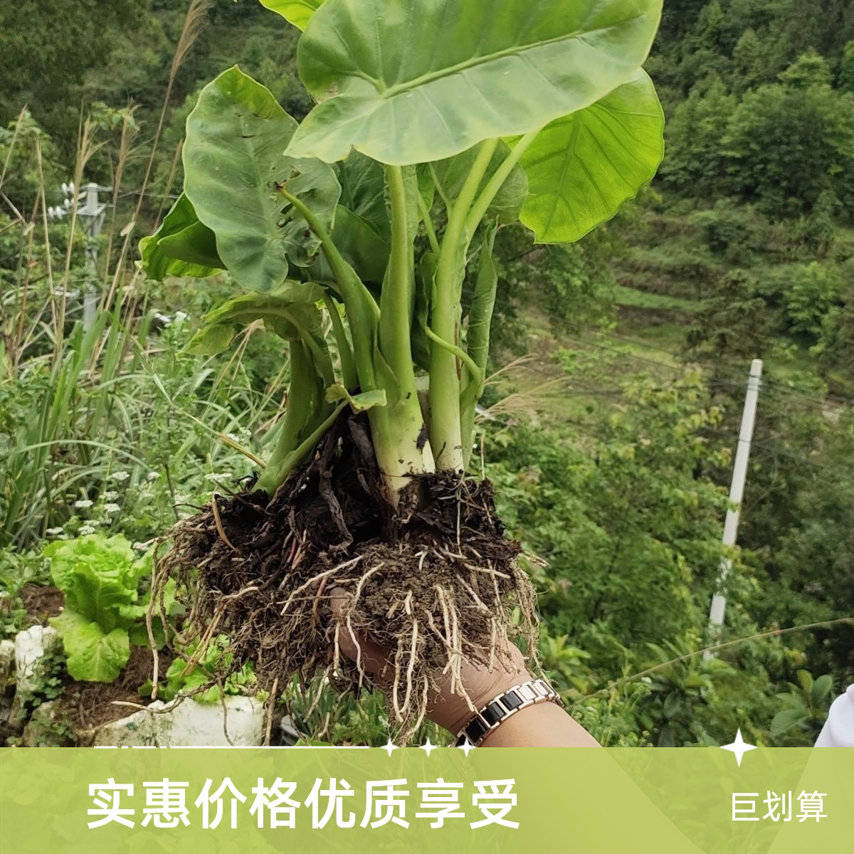 新鲜广菜农家现挖广菜白芋蔬菜火锅蔬菜农家白广菜盆栽食用广菜苗