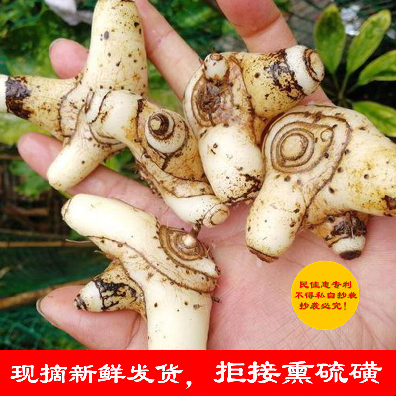 贵州野生小白芨白芨中草药材新鲜