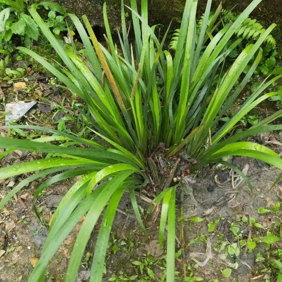 新鲜五香草贵州五香大料鸡香草去腥草盆栽五香种植带根可以种植
