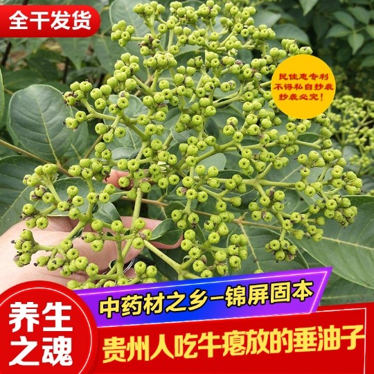全干垂油子牛瘪料黎平榕江牛瘪火锅料干锤油子催油子吴茱萸半斤装