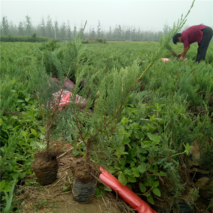 绿化苗行道苗常绿护坡防风沙小苗营养钵沙地柏树苗抗旱铺地柏盆栽