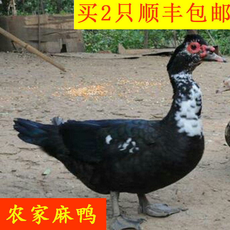 湖南正宗土鸭农家散养番鸭现杀水鸭老鸭子洋鸭新鲜鸭肉拍2只包邮