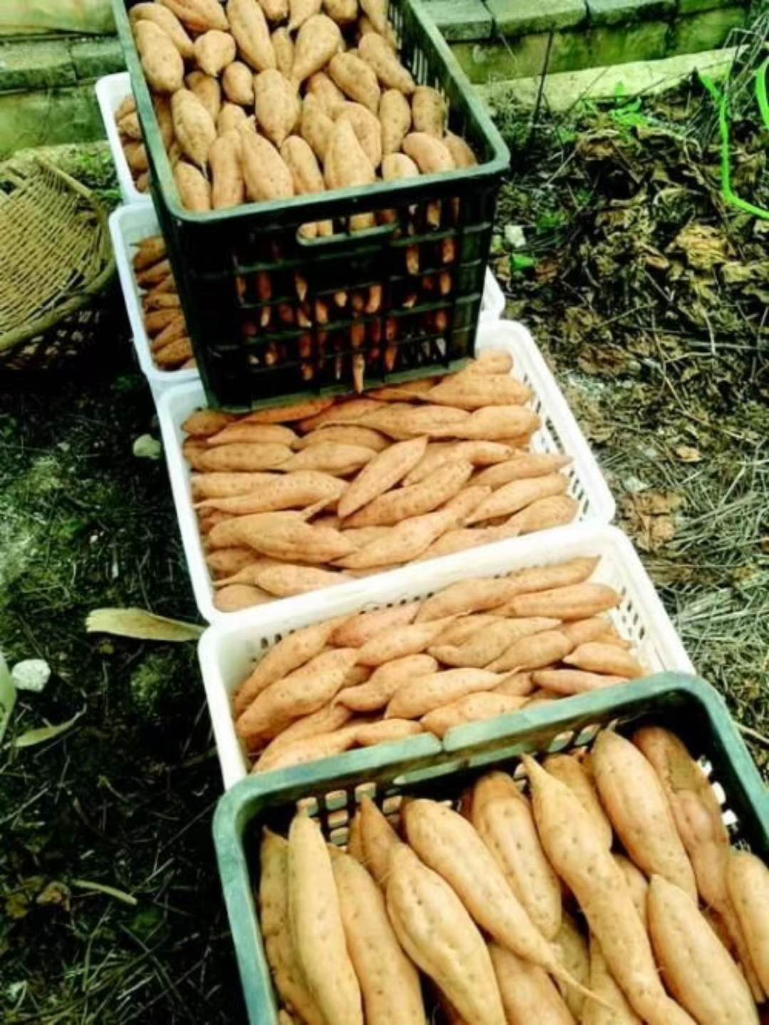 贵州特产新鲜现挖正宗农家紫云红芯红薯板栗蜜薯地瓜番薯山芋10斤