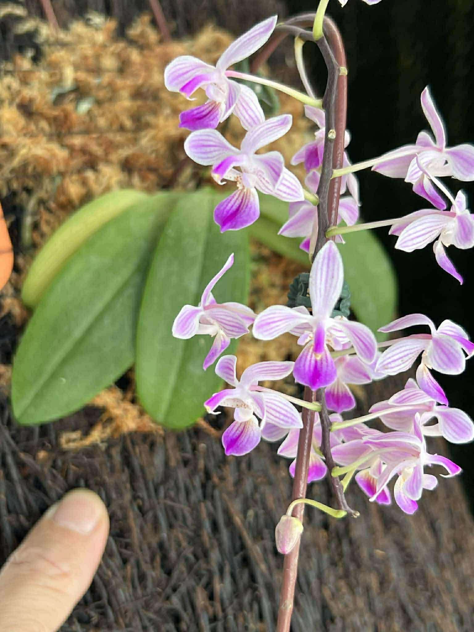 venus维纳斯蝴蝶兰 台湾蝴蝶兰 林登交eq分生2.5寸爆根苗图片
