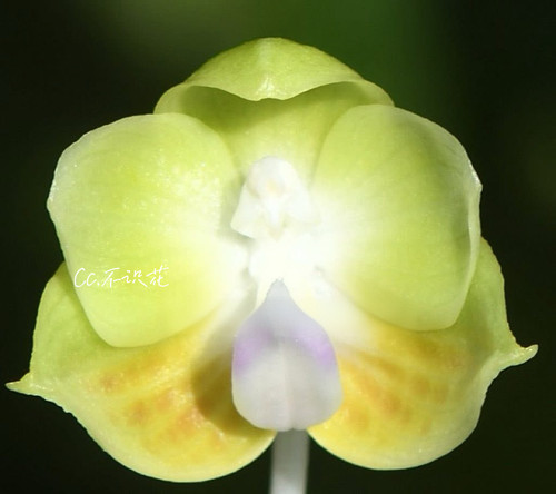 新品爪哇金丝雀分生蝴蝶兰Phal. LD Java Canary 马卡龙色 台湾苗