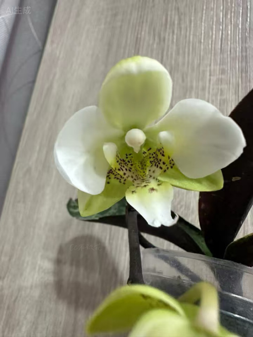 乔治史塔基交黄史DSG543实生蝴蝶兰 抽梗苗乔治交Nan‘台湾蝴蝶兰