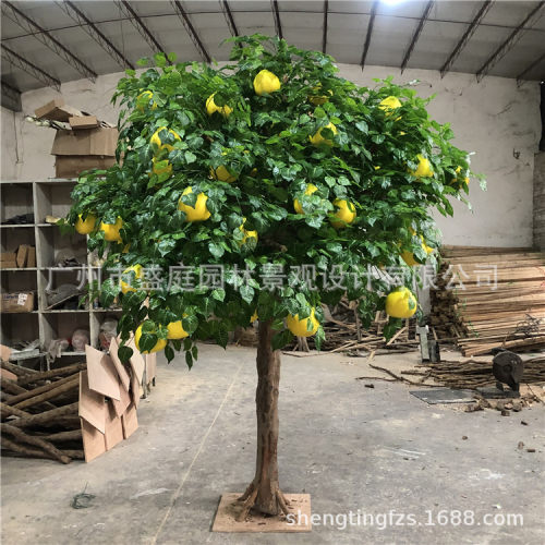 沙田柚树价格 沙田柚树图片 星期三