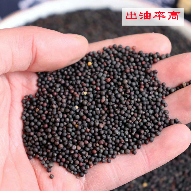 江苏油菜籽  榨油食用油菜籽粮食散装批发新货农家五谷杂粮观花