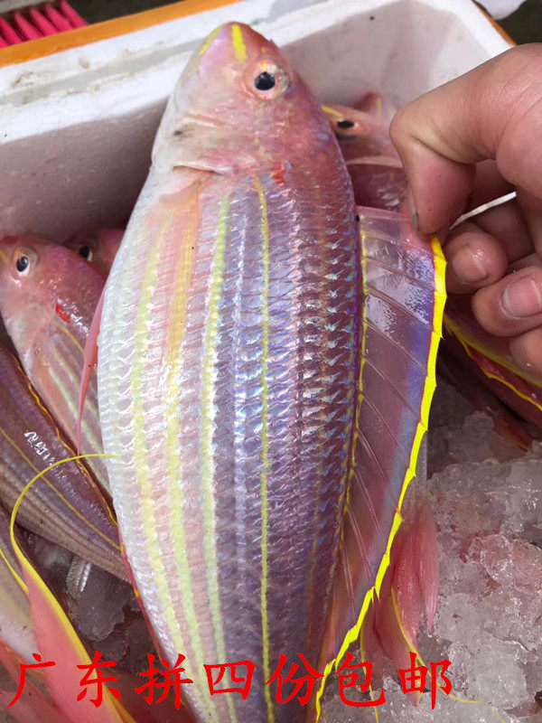 潮州特产新鲜当天海钓鲜活冰冻冷冻红衫鱼金三线刮鱼鳞挖肚子一斤