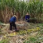 涧田红糖客家特产甘蔗糖古法制作黑糖月子糖滋补