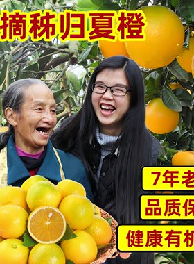 【2026新橙】秭归夏橙新鲜橙子
